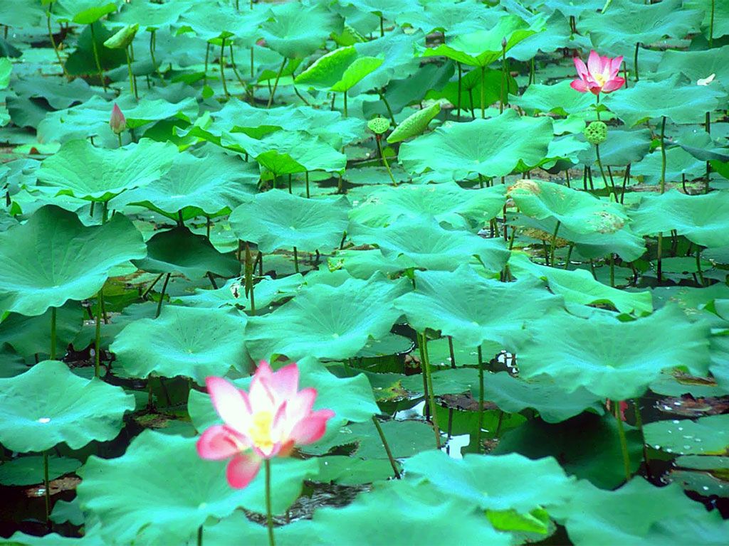 Lotus Flower Garden Wallpapers - 4k, HD Lotus Flower Garden Backgrounds ...