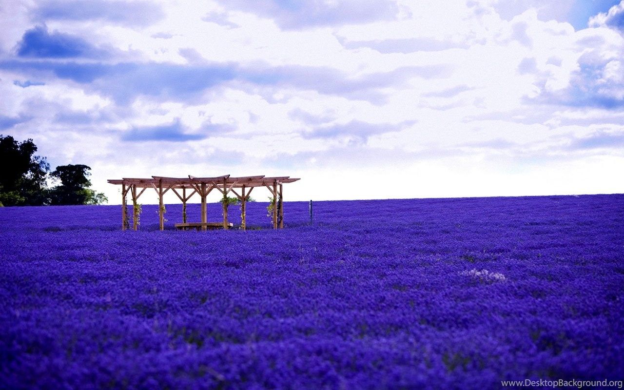 1280x800 Waiting For Love Lavender Fields Of Photography Wallpapers 7 ... Wallpaper