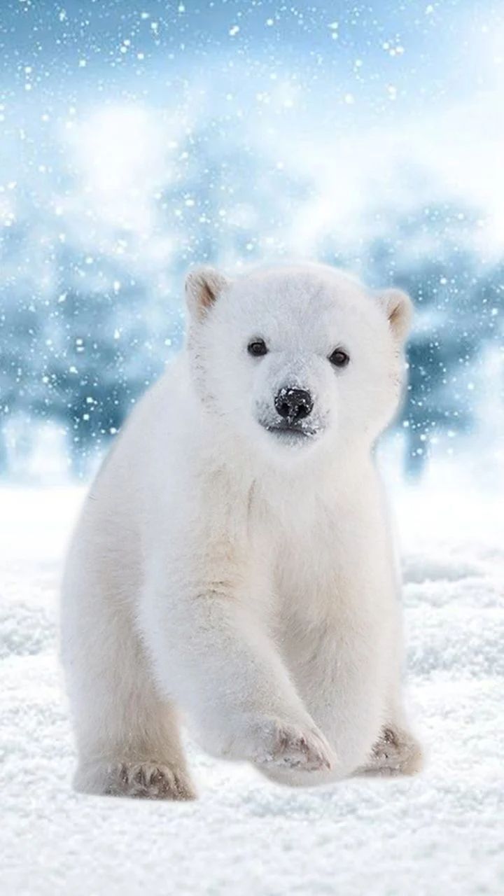 720x1280 Cute Polar Bear Wallpaper - Top Free Cute Polar Bear Background - Polar bear wallpaper, Baby polar bears, Cute polar bear on WallpaperBat