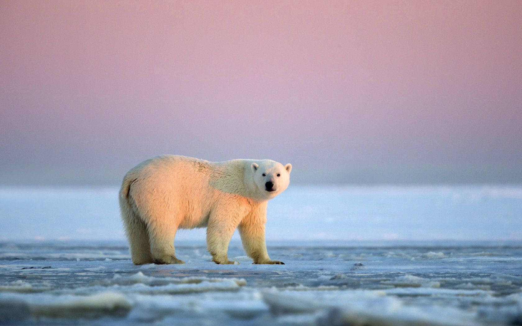 1680x1050 Polar Bear Wallpaper on WallpaperBat