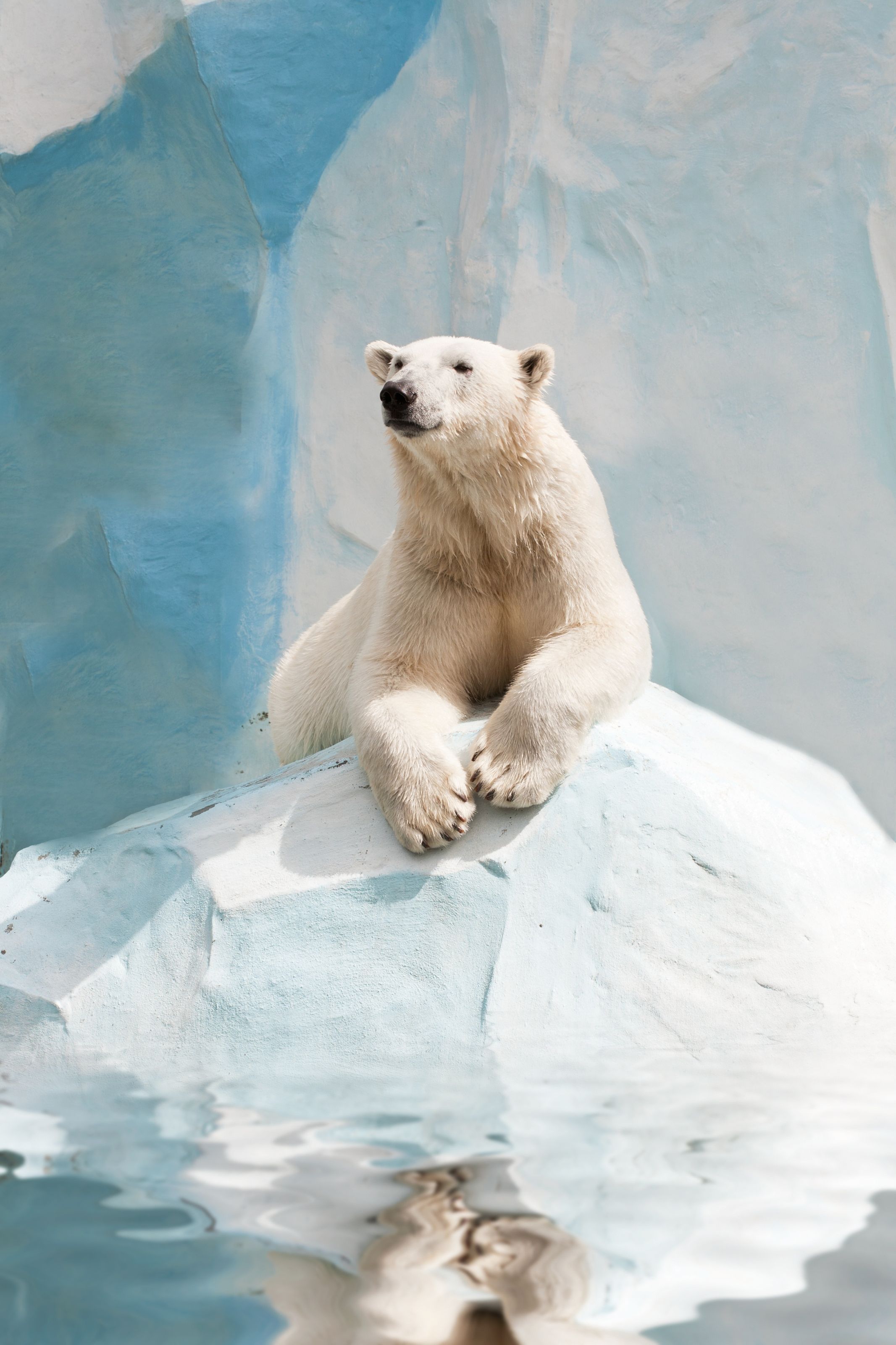 2133x3200 Polar Bear Mural - Murals Your Way on WallpaperBat