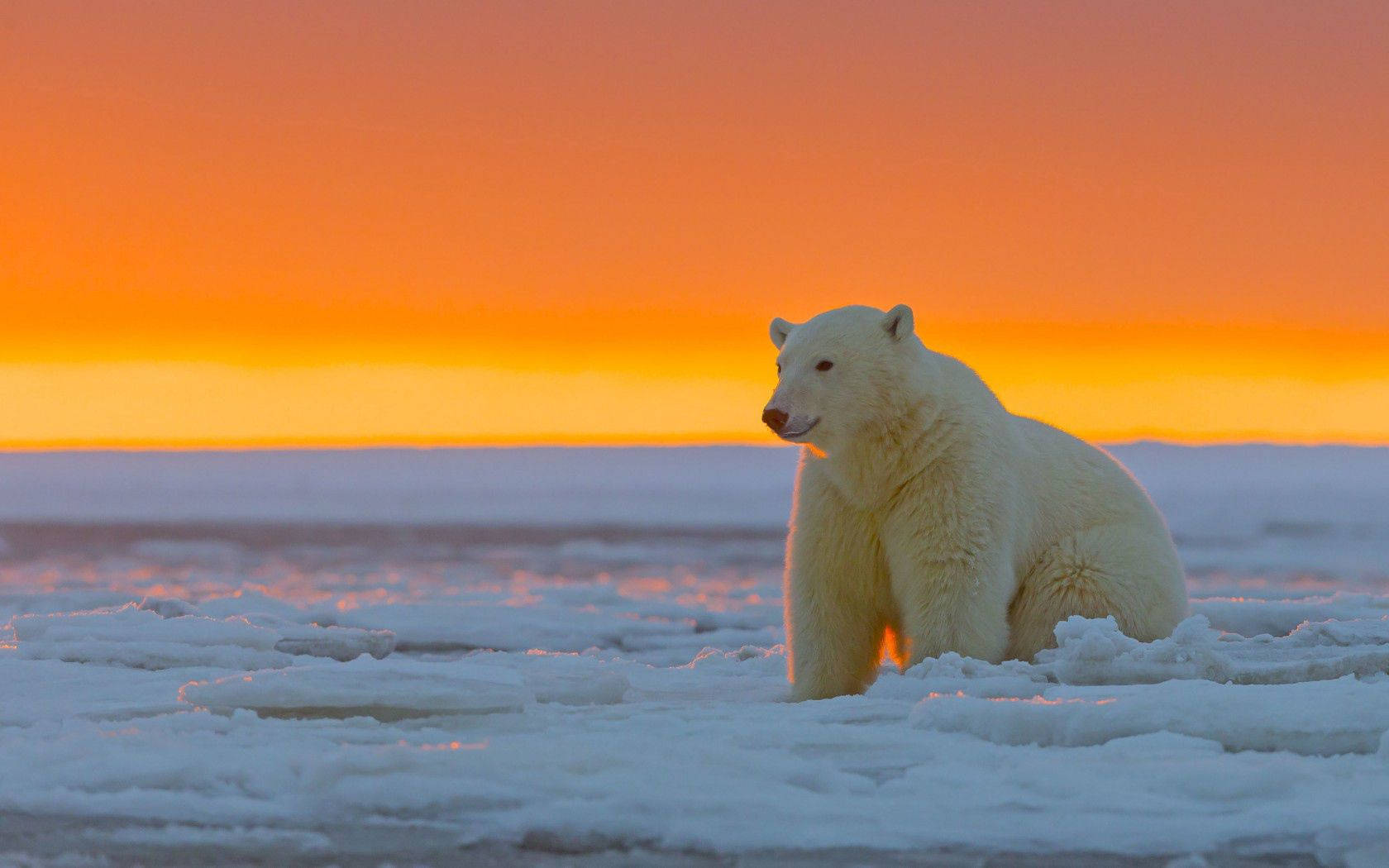 1680x1050 Polar Bear Wallpaper on WallpaperBat