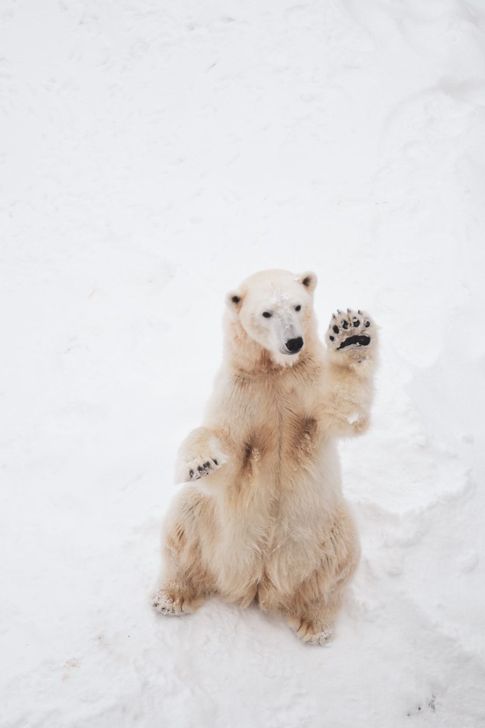 1000x1499 Polar Bear Picture on WallpaperBat