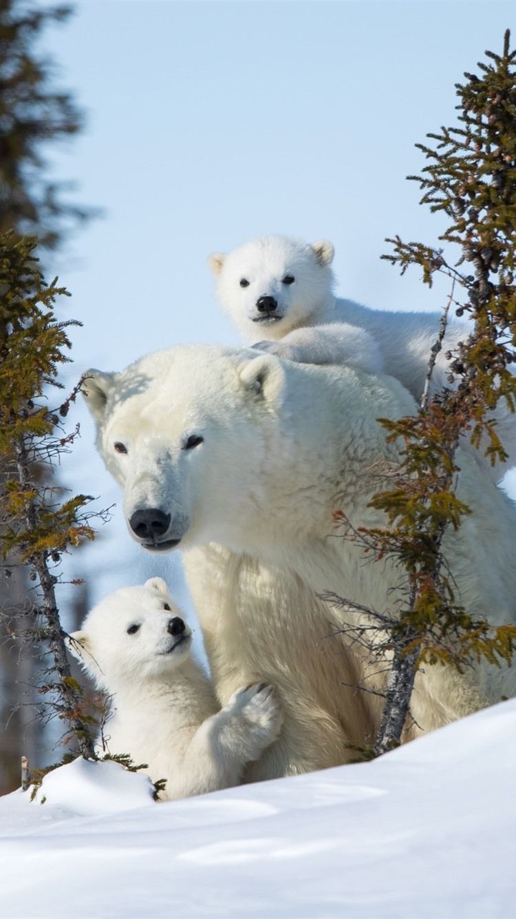 750x1334 Polar Bear Family Wallpaper on WallpaperBat