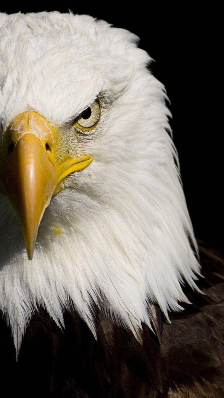 Bald Eagle Wallpapers - 4k, HD Bald Eagle Backgrounds on WallpaperBat