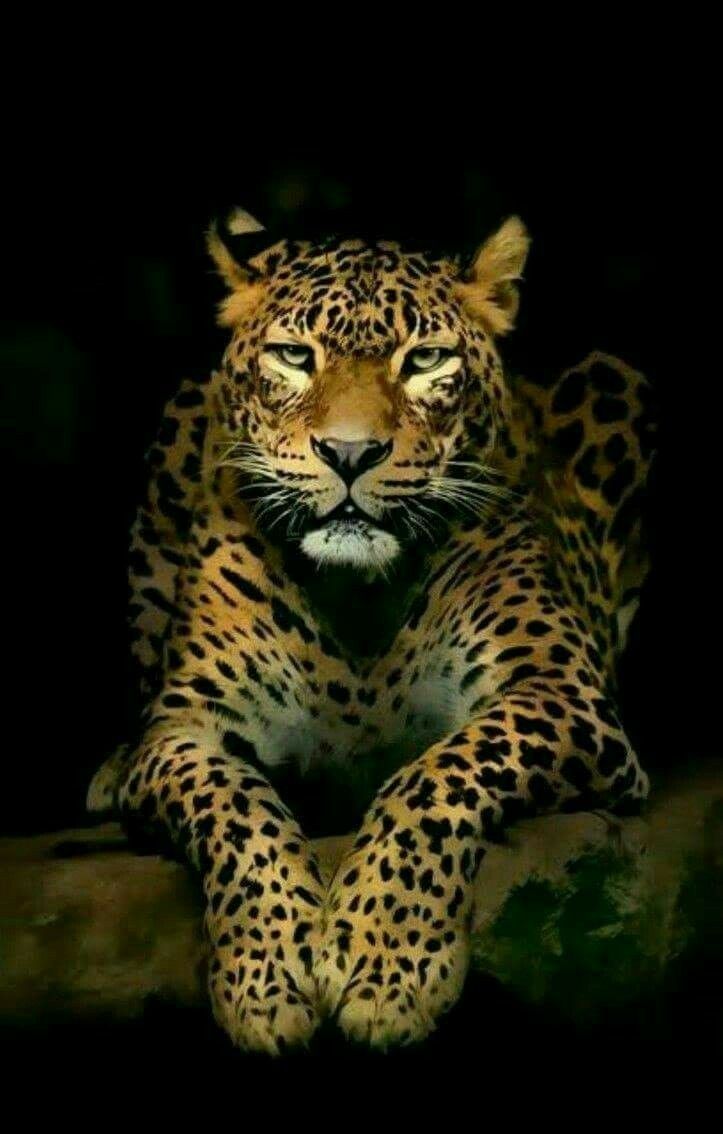 723x1134 Very beautiful. Wild animal wallpaper, Jaguar animal, Animals on WallpaperBat