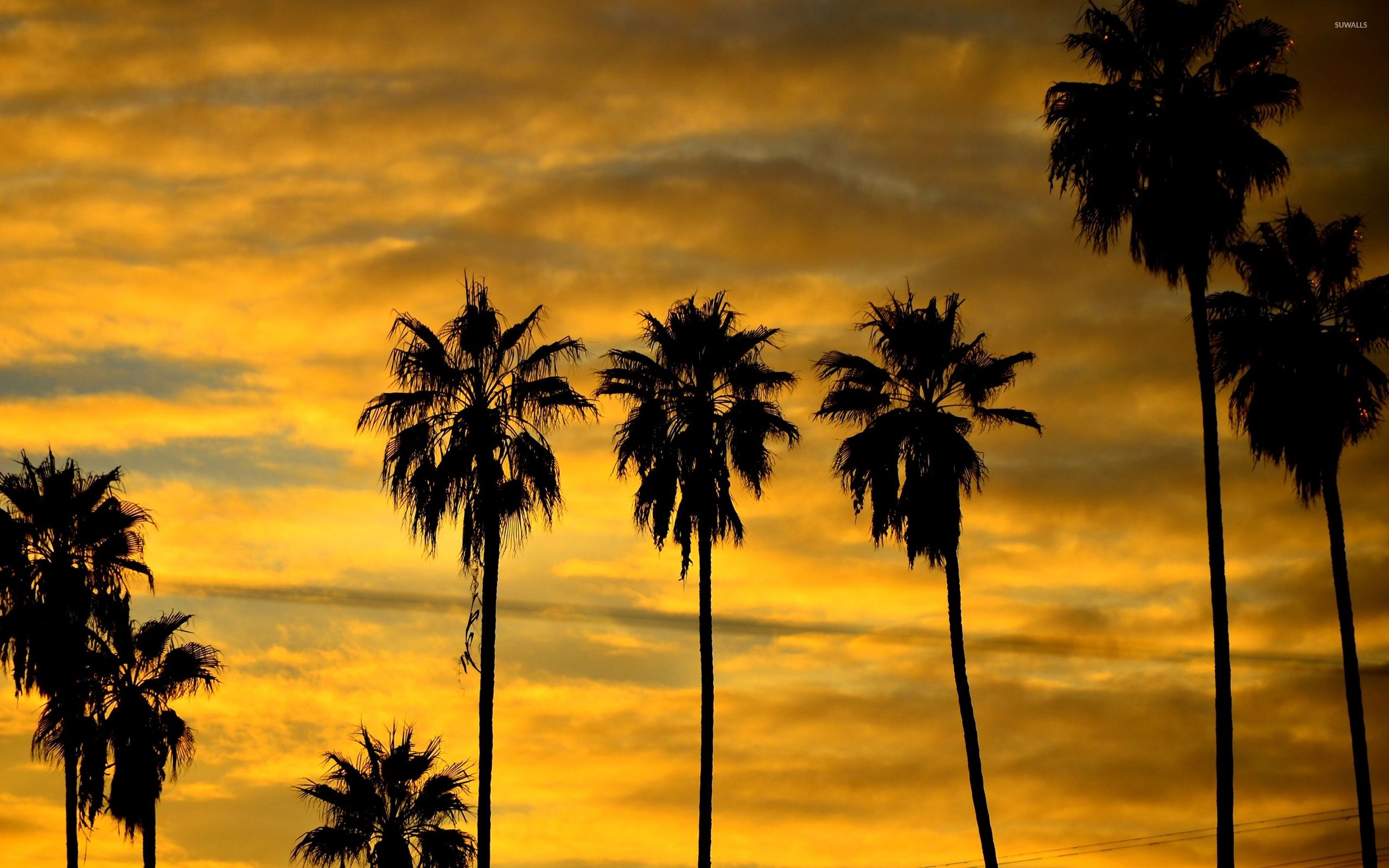 2560x1600 Palm tree silhouette at sunset wallpaper - Nature wallpapers - #47232 Wallpaper