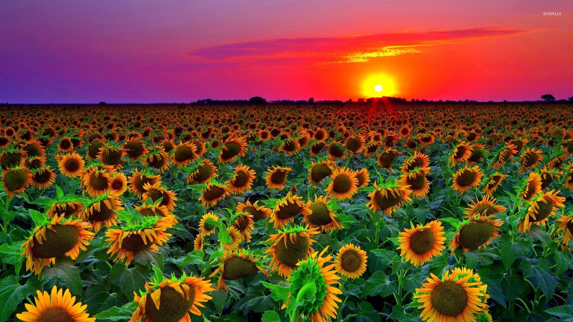 Flowers Sunset Wallpapers - 4k, HD Flowers Sunset Backgrounds on