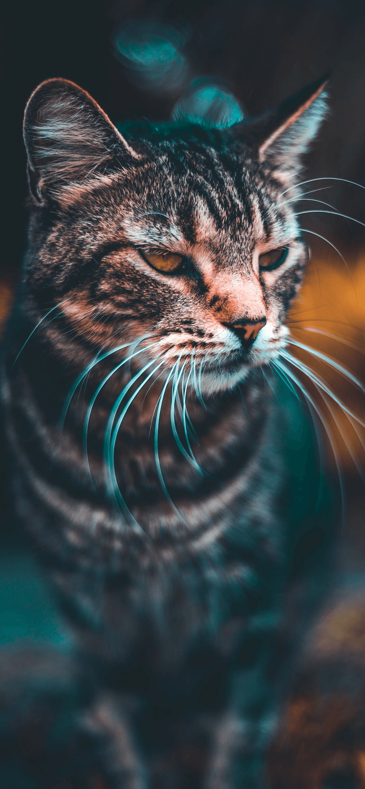 Cat Wallpapers - 4k, HD Cat Backgrounds on WallpaperBat