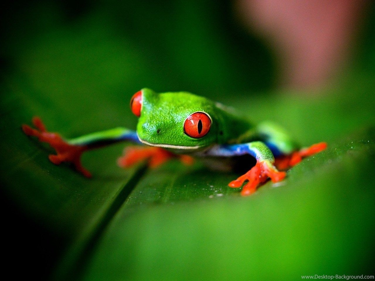 Cute Frog Wallpapers - 4k, HD Cute Frog Backgrounds on WallpaperBat