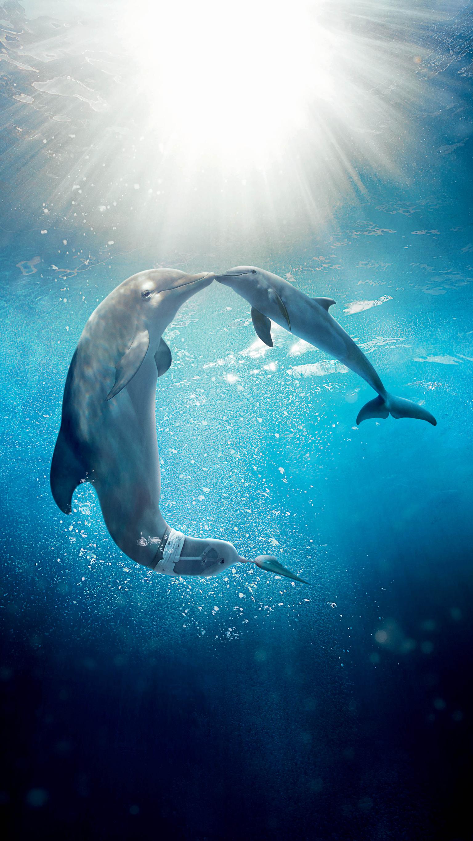 Dolphin Wallpapers.