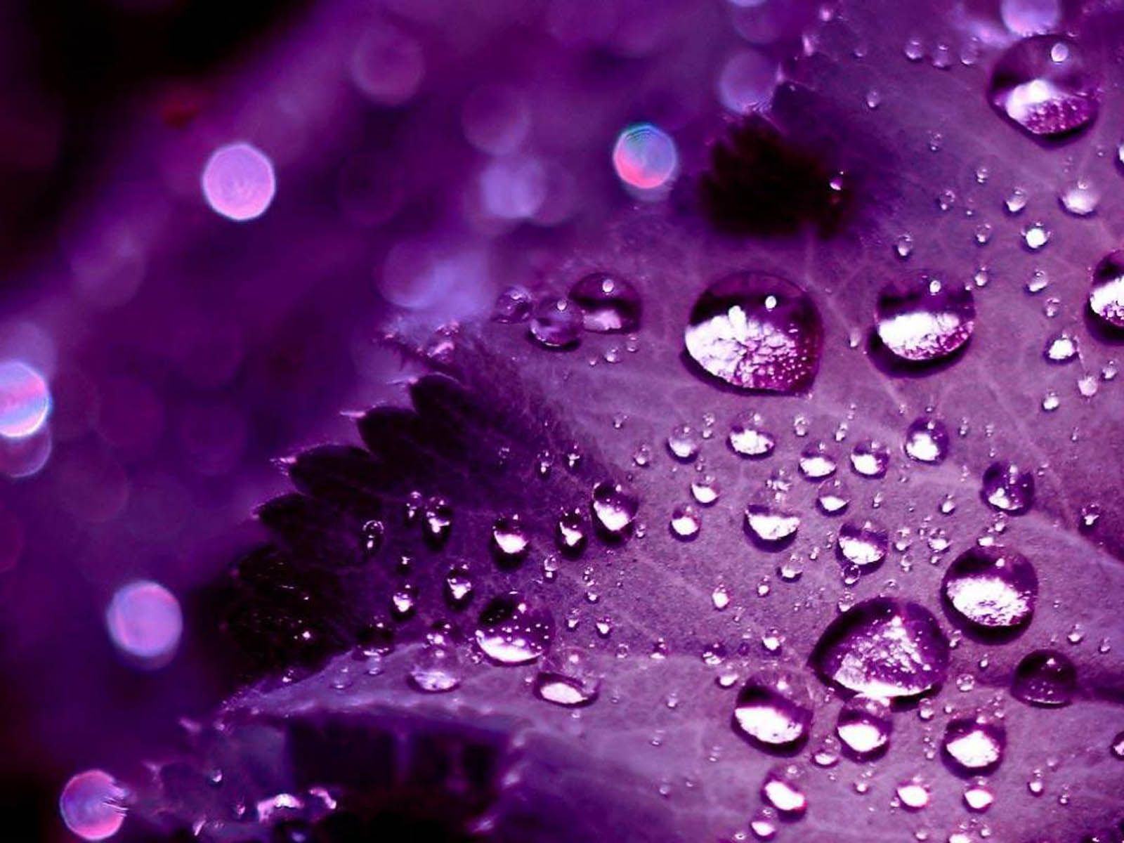 1600x1200 43 HD Purple Wallpaper/Background Images To Download For Free Wallpaper