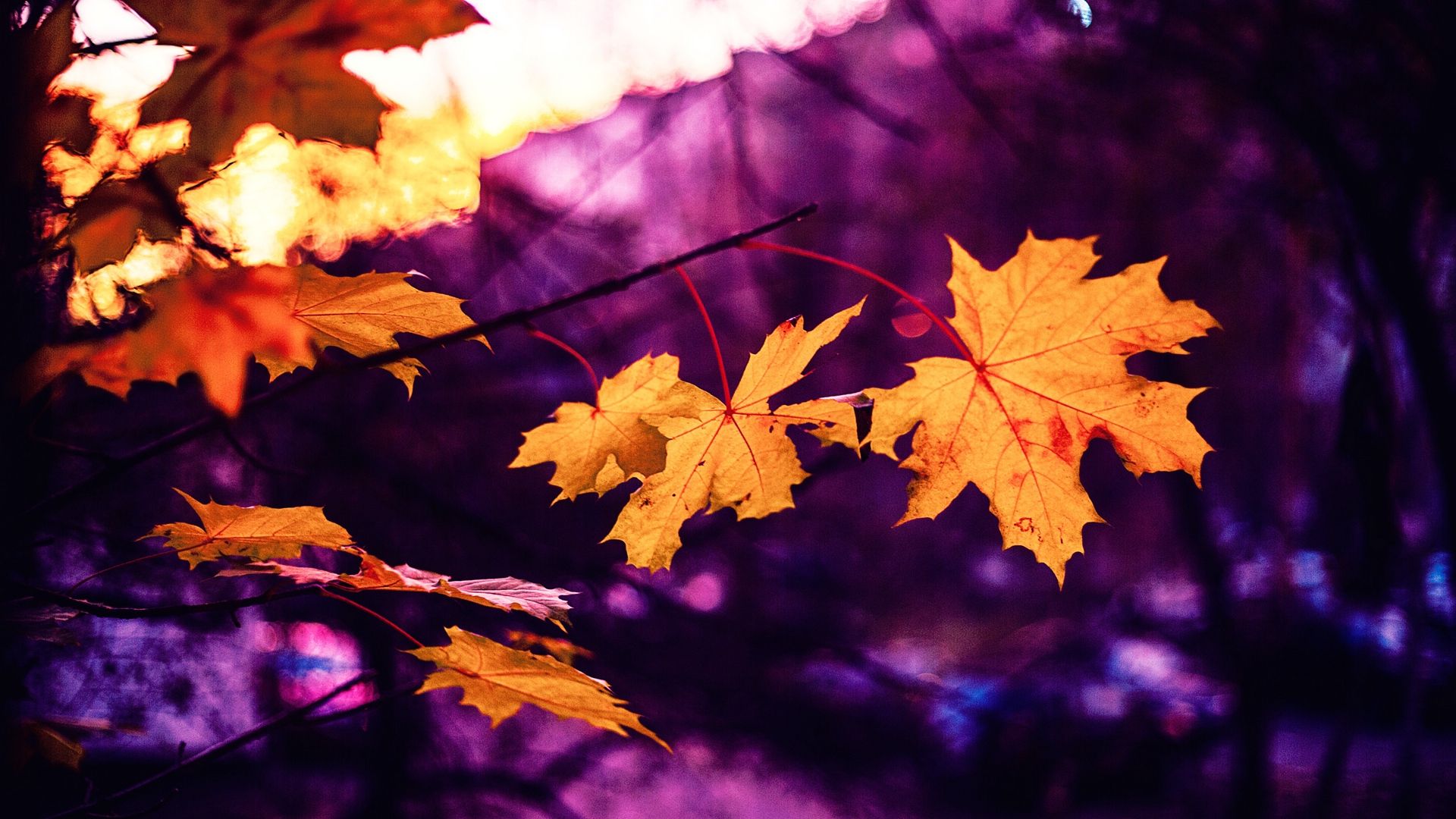 Fall Purple Wallpapers 4k, HD Fall Purple Backgrounds on WallpaperBat