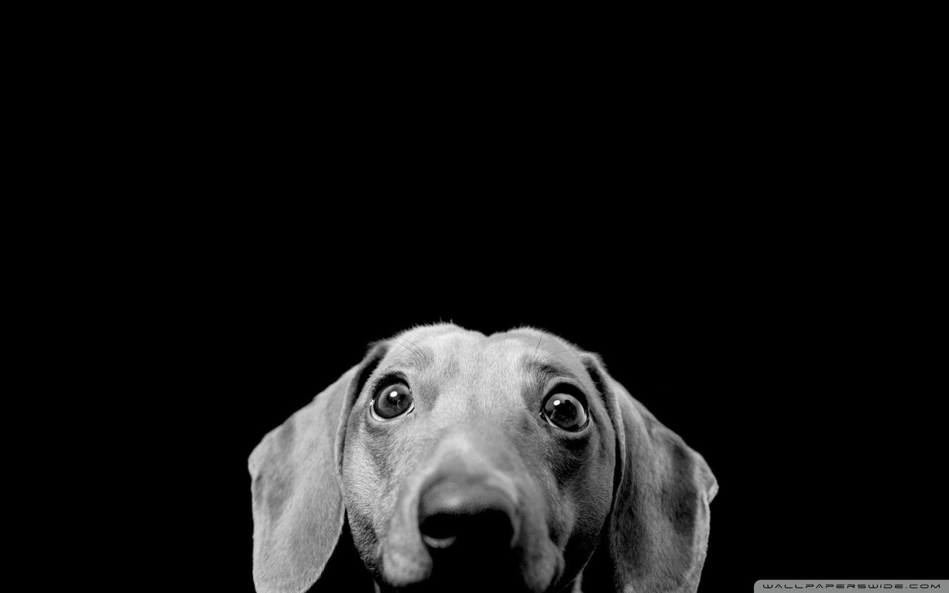 mac desktop pictures dachshund