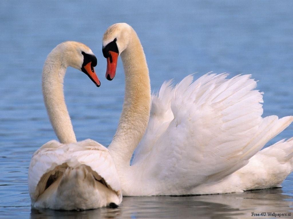 1024x768 Beautiful Antimated Swan. Beautiful Wild animals desktop on WallpaperBat