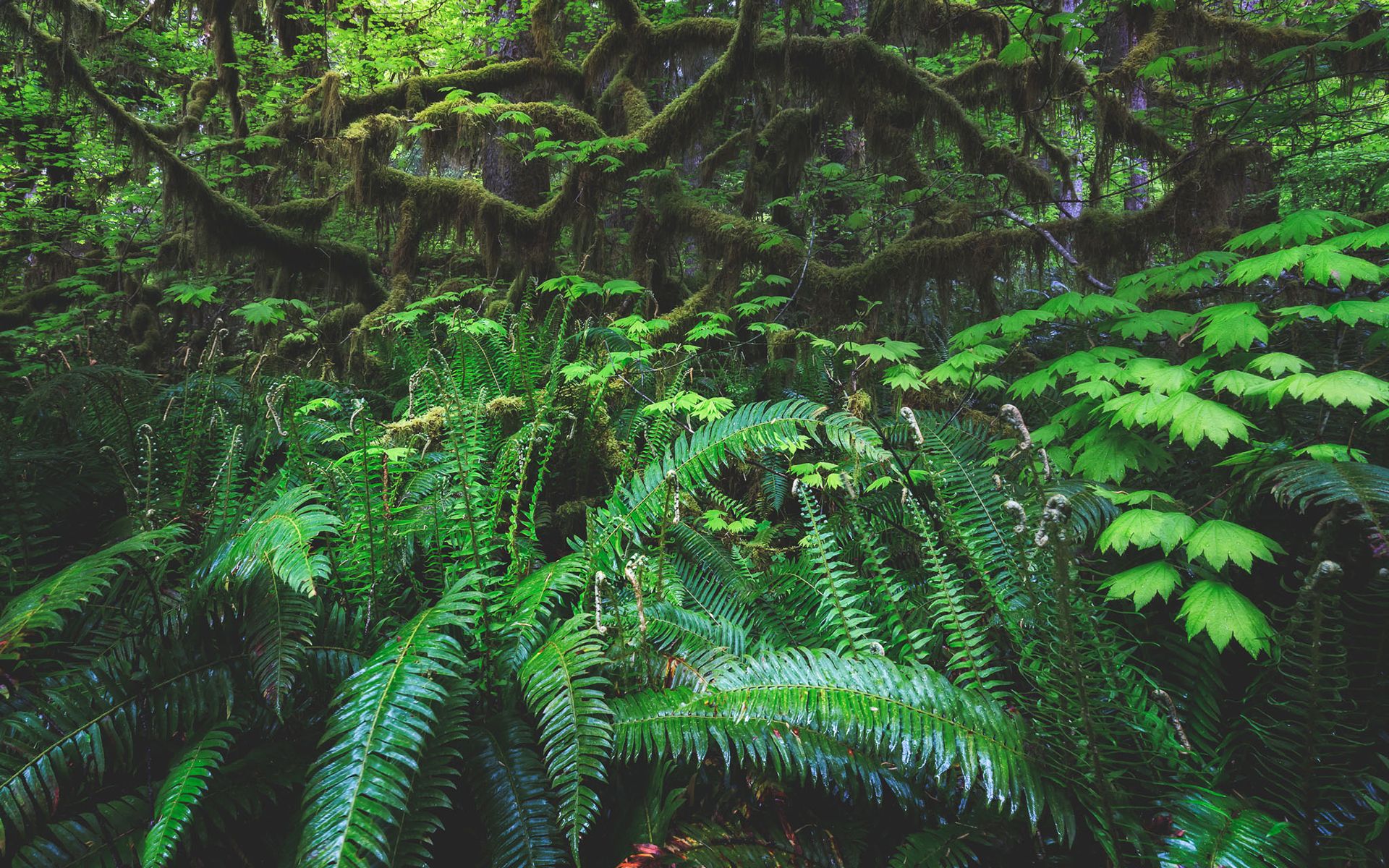 Rainforest style. Кусты джунгли. Кустарник в джунглях. В лесу, в джунглях. Джунгли фото.