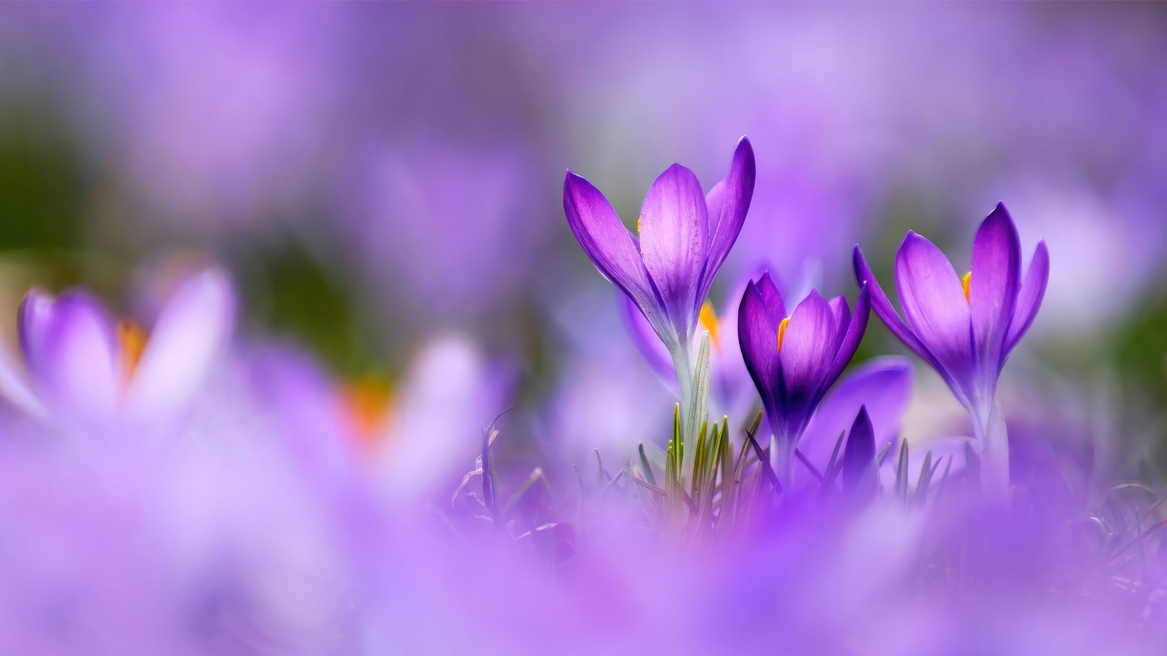 3840X2160 Spring Wallpapers - 4k, HD 3840X2160 Spring Backgrounds on ...