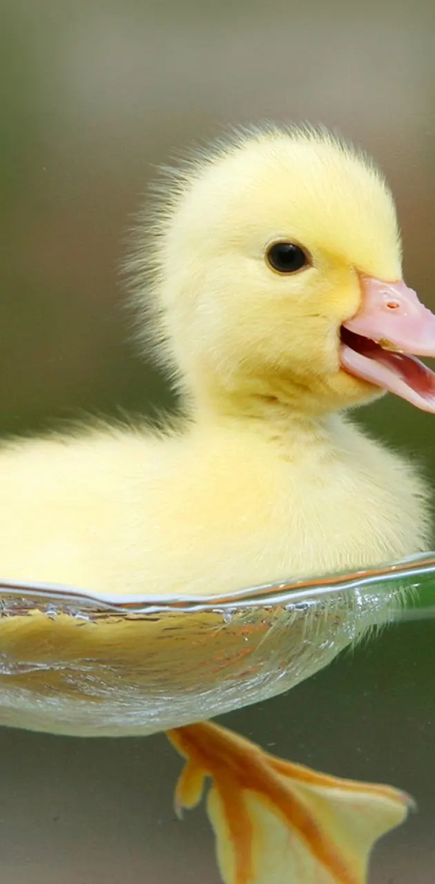 630x1280 Cute Duck wallpaper by __Sonia__ ... Wallpaper