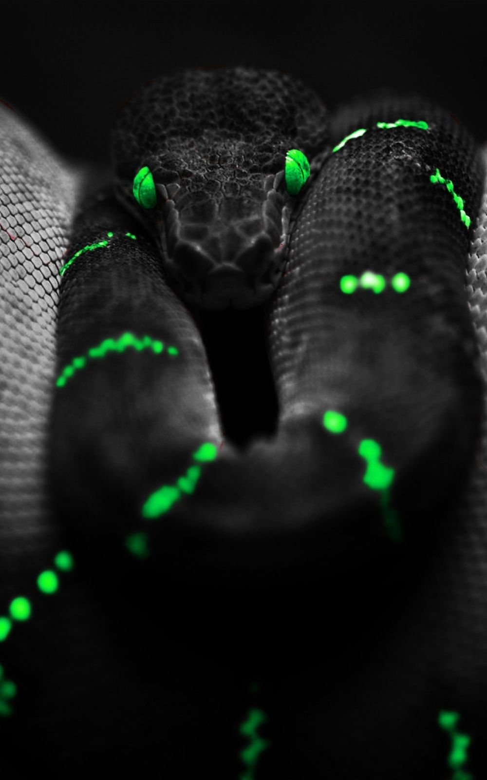 Neon Snake Wallpapers - 4k, HD Neon Snake Backgrounds on WallpaperBat