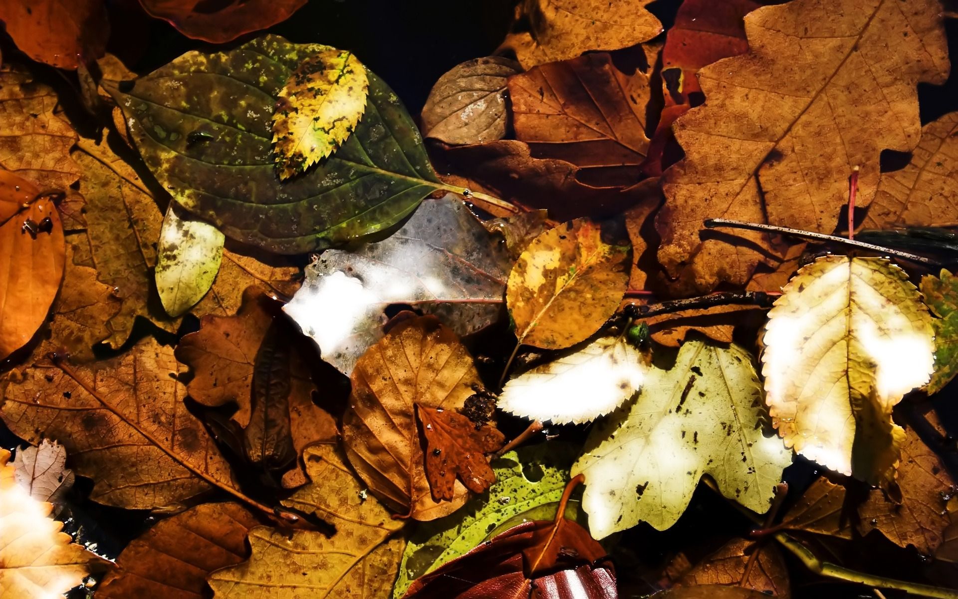 1920X1200 Fall Wallpapers - 4k, HD 1920X1200 Fall Backgrounds on WallpaperBat