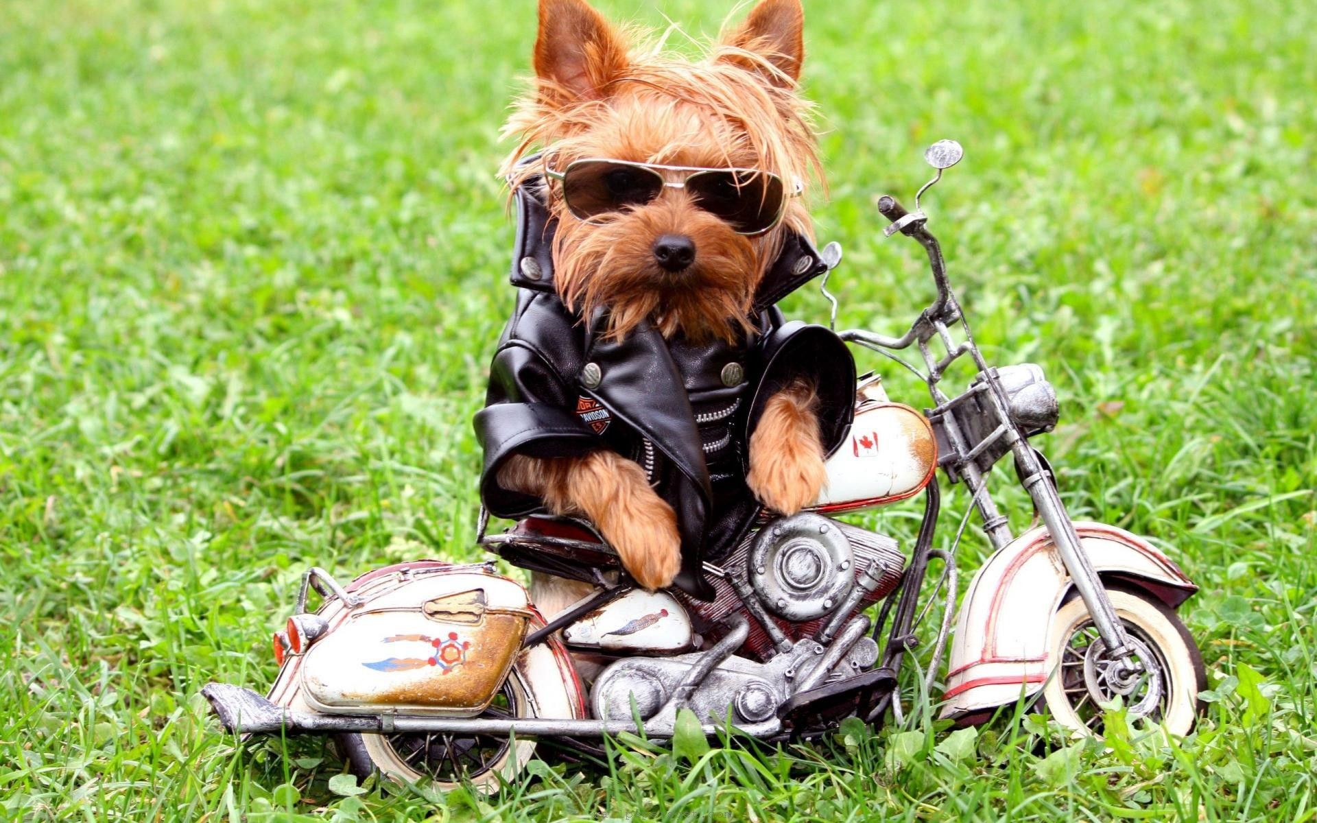 Funny Dog Wallpapers 4k HD Funny Dog Backgrounds On WallpaperBat