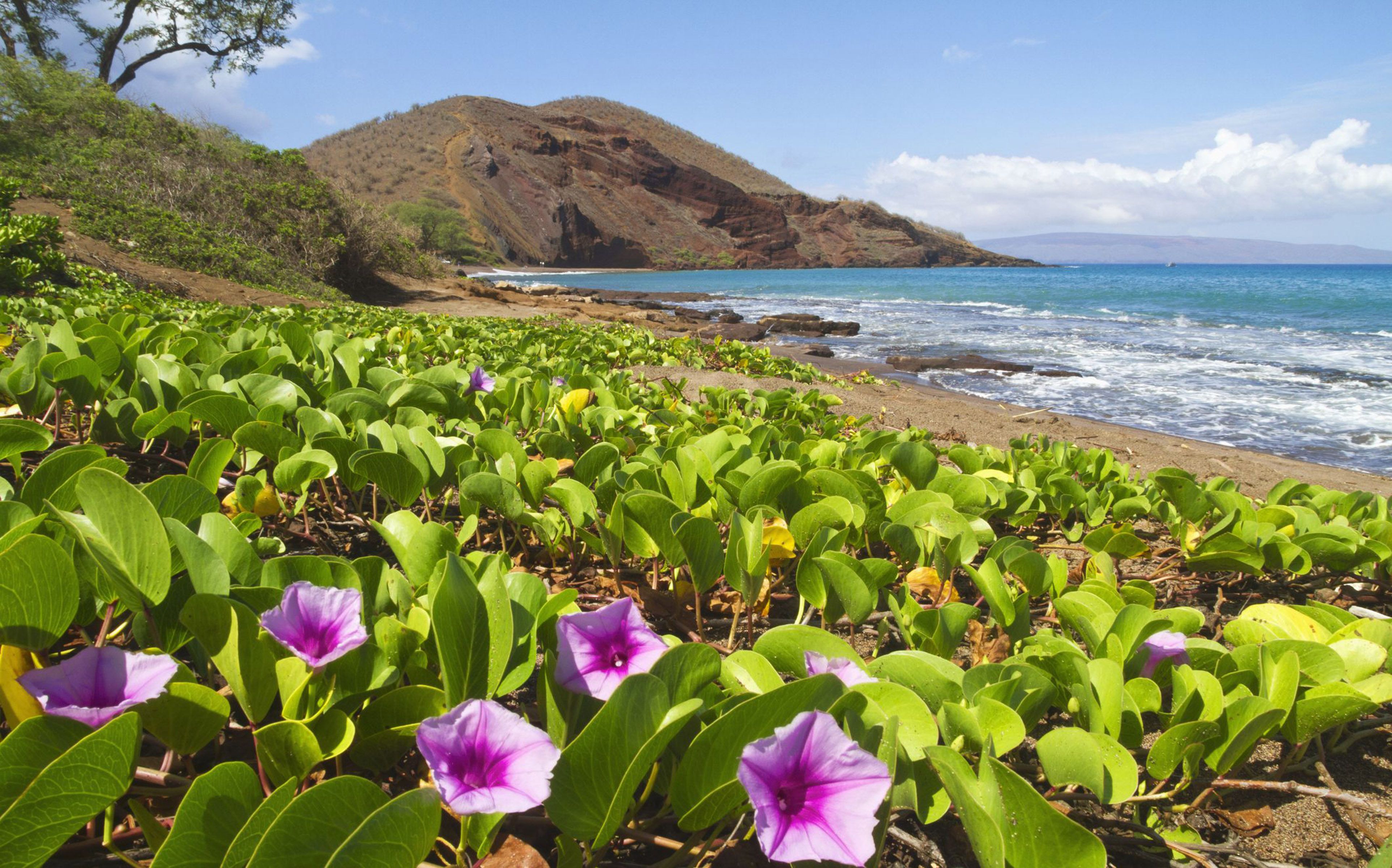Hawaii Flowers Wallpapers 4k HD Hawaii Flowers Backgrounds On 2055 Hawaii Coast Flowers Sandy Beach Rocky Hills Ocean Waves Blue Sky
