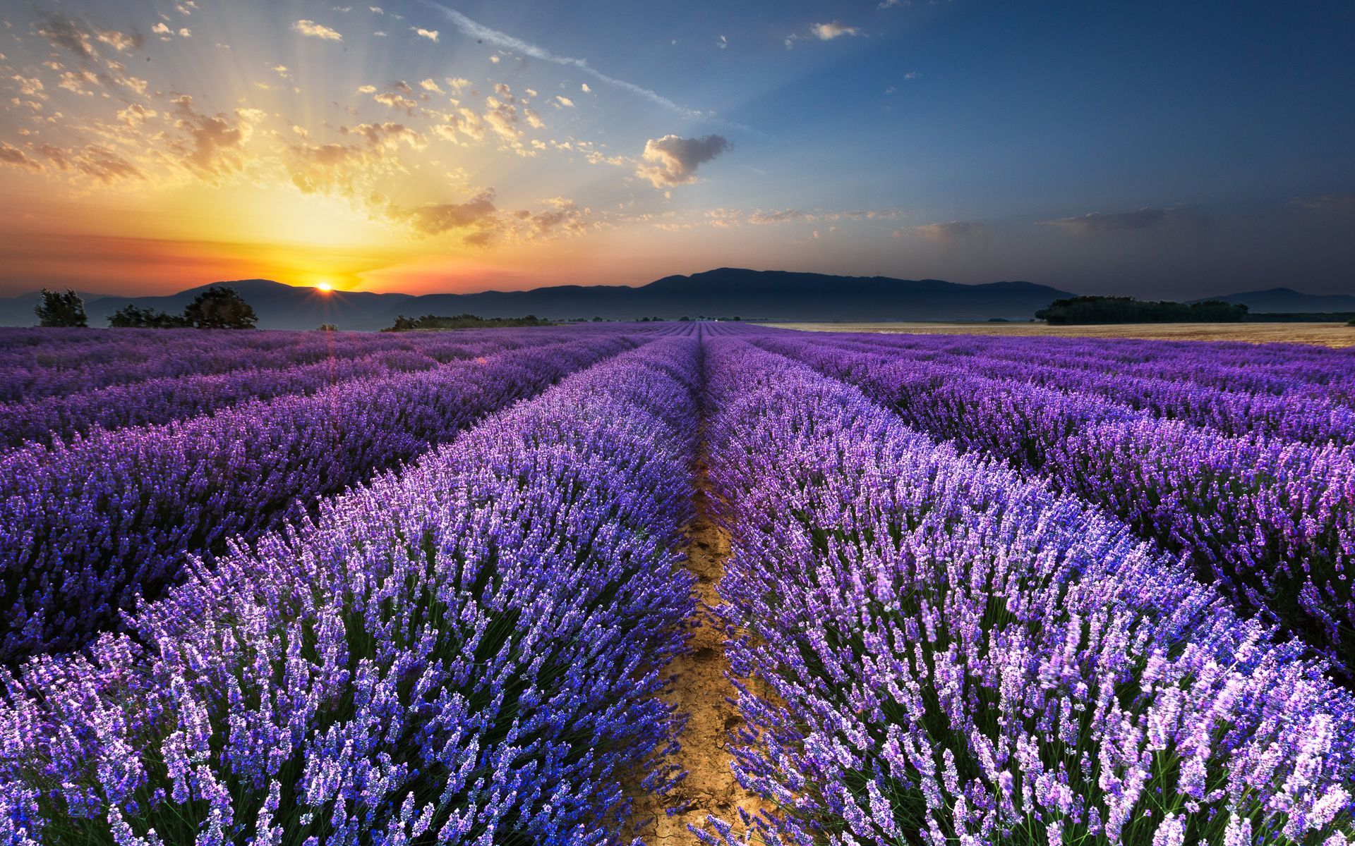 1920x1200 Download wallpaper 1920x1200 lavender, field, flowers, horizon ... Wallpaper