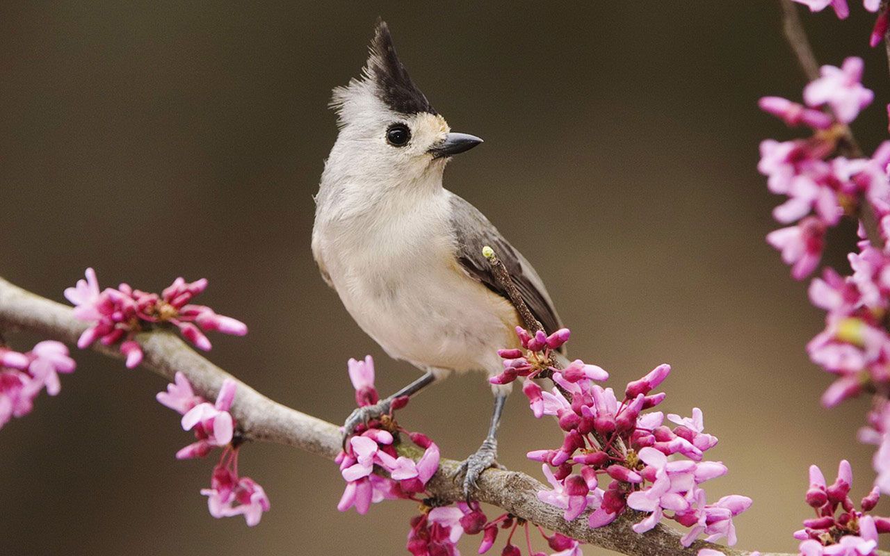 Cute Spring Birds Wallpapers - 4k, HD Cute Spring Birds Backgrounds on ...