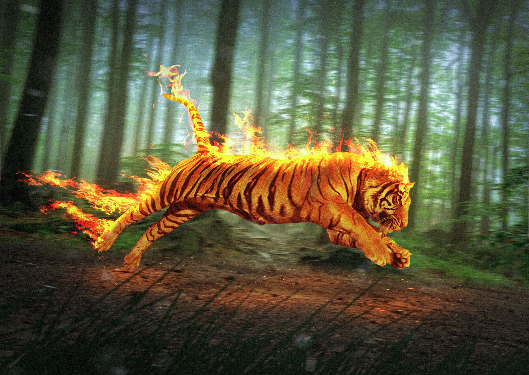 Flaming Tiger Wallpapers - 4k, HD Flaming Tiger Backgrounds on WallpaperBat