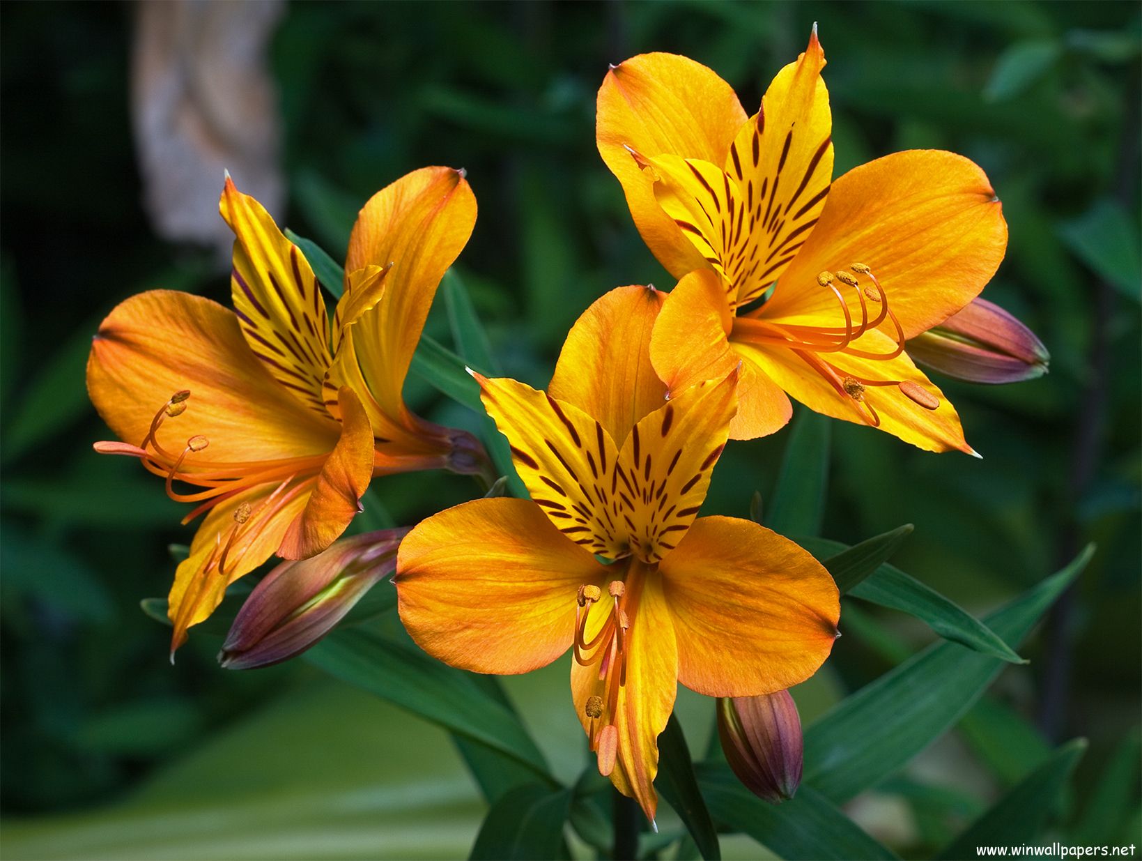 Alstroemeria Wallpapers - 4k, HD Alstroemeria Backgrounds on WallpaperBat