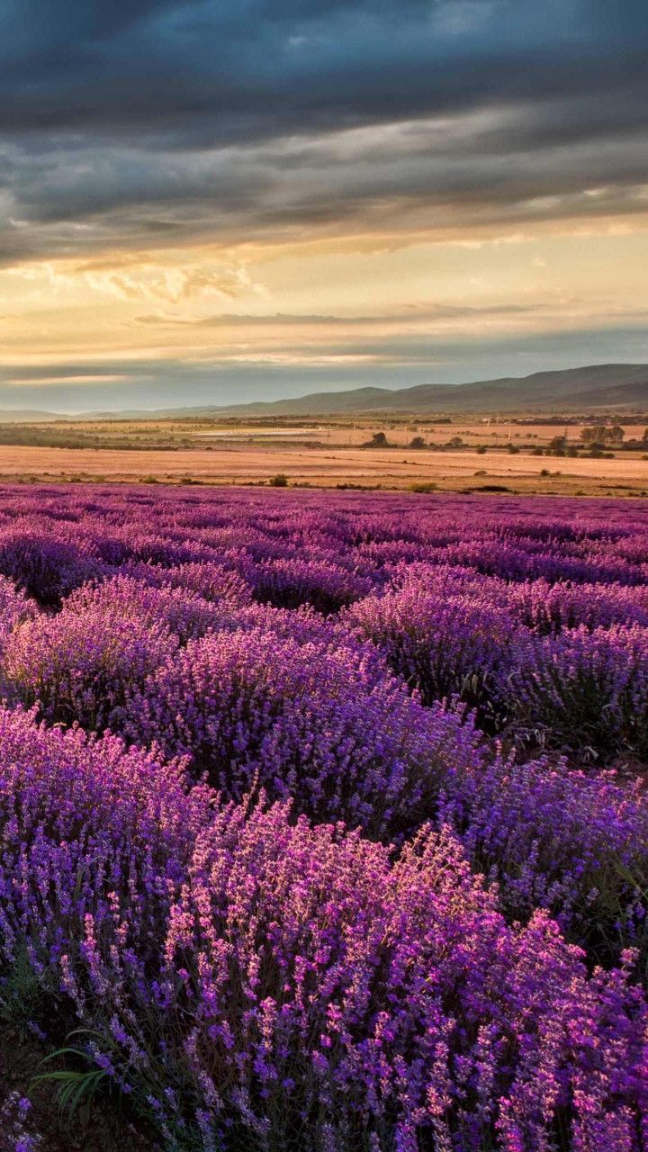 720x1280 Lavender Fields France Wallpaper posted by Sarah Johnson Wallpaper