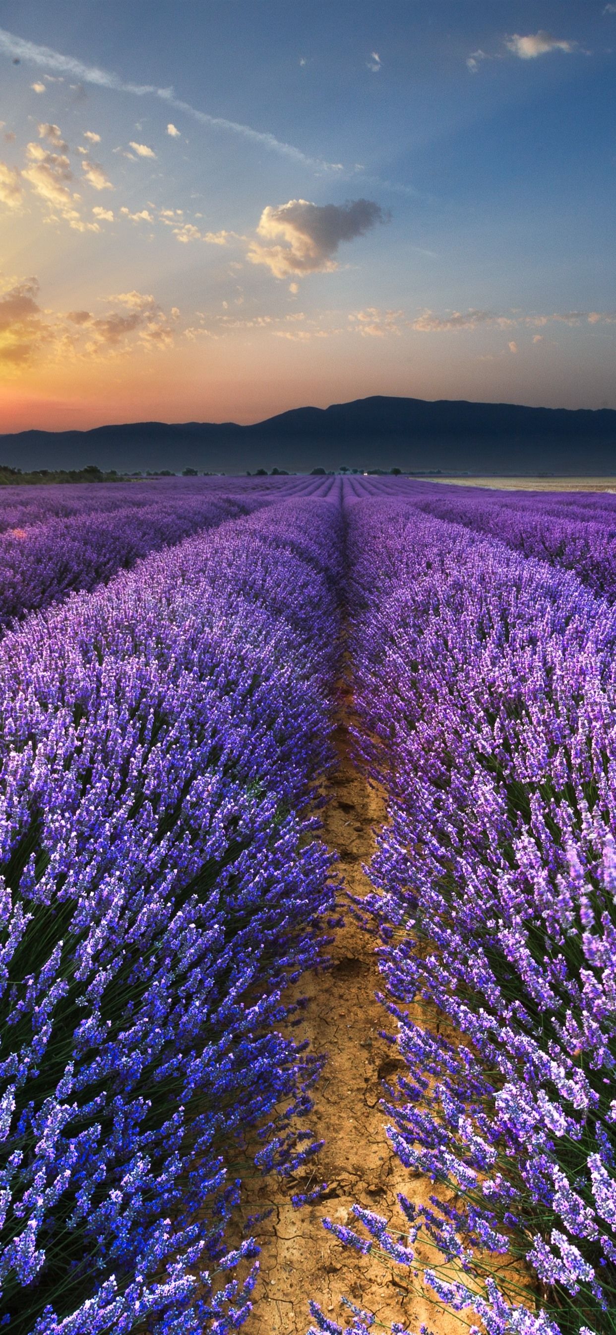 Lavender Field Sunrise Wallpapers - 4k, HD Lavender Field Sunrise