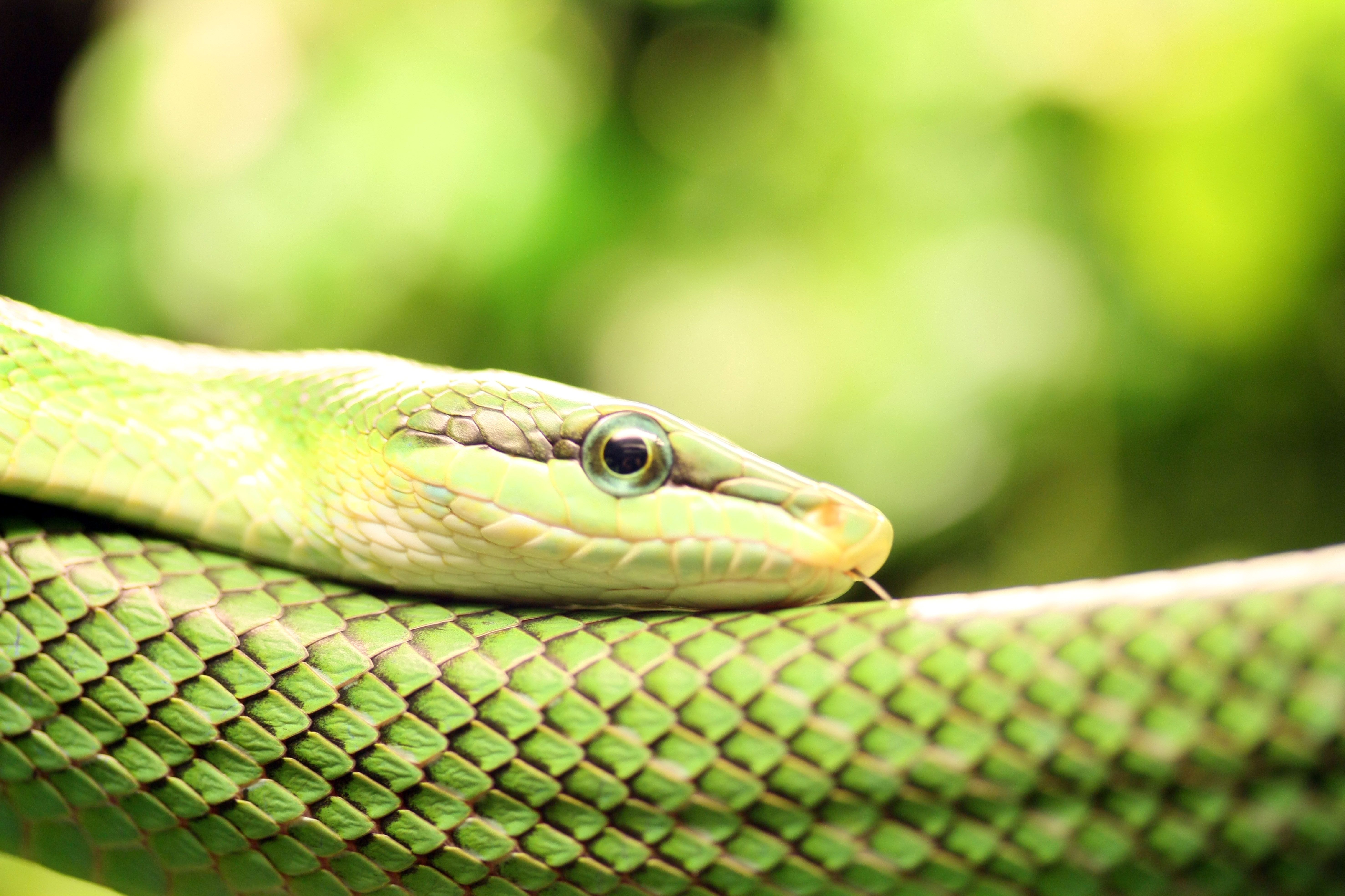 Змеи snake. Змея Аспид зеленый. Зеленый полоз. Жёлто-зелёная куфия. Краснохвостый полоз.