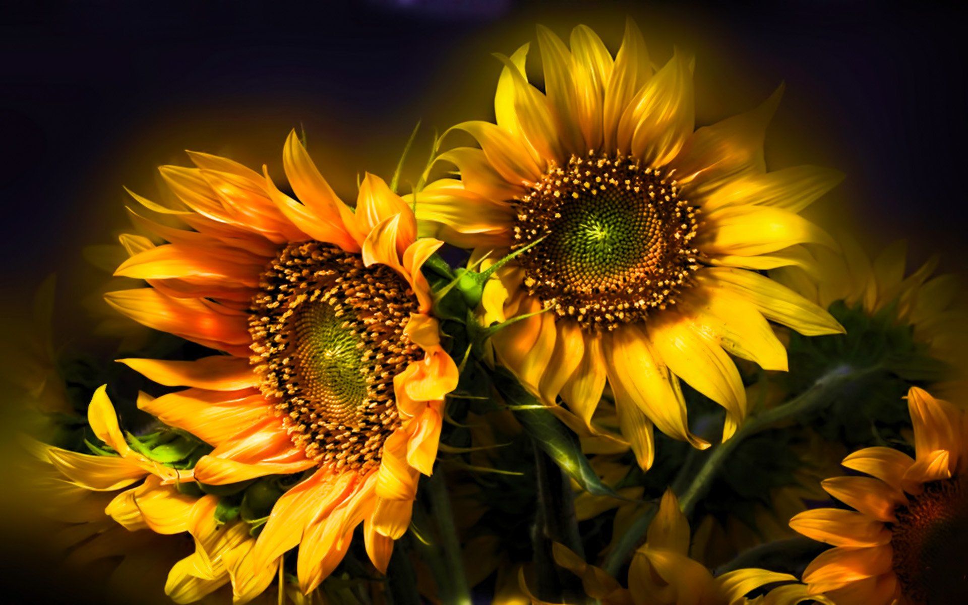 1920x1200 Sunflower HD Wallpaper and Background Image.