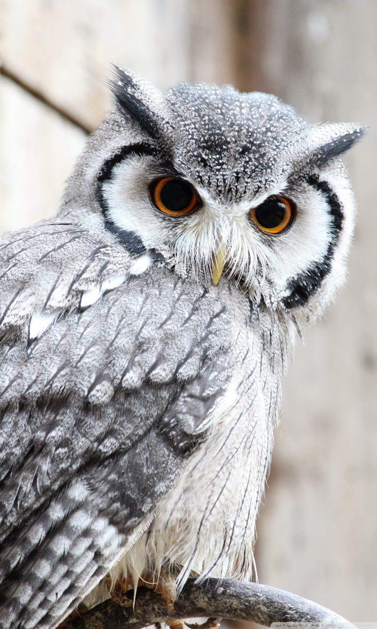 Owl iPhone Wallpapers - 4k, HD Owl iPhone Backgrounds on WallpaperBat