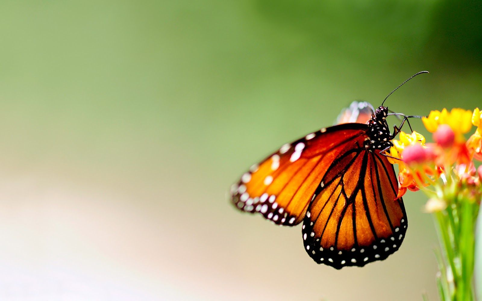 Orange Butterfly Wallpapers 4k HD Orange Butterfly Backgrounds On 210243 The Butterfly