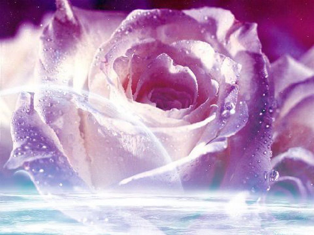 Purple Pink Roses Wallpapers 4k Hd Purple Pink Roses Backgrounds On Wallpaperbat 