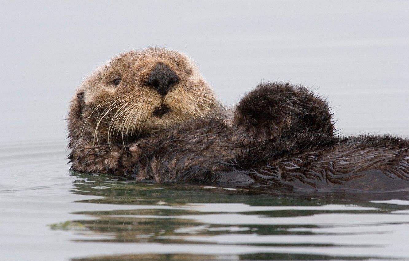 Sea Otter Wallpapers - 4k, HD Sea Otter Backgrounds on WallpaperBat