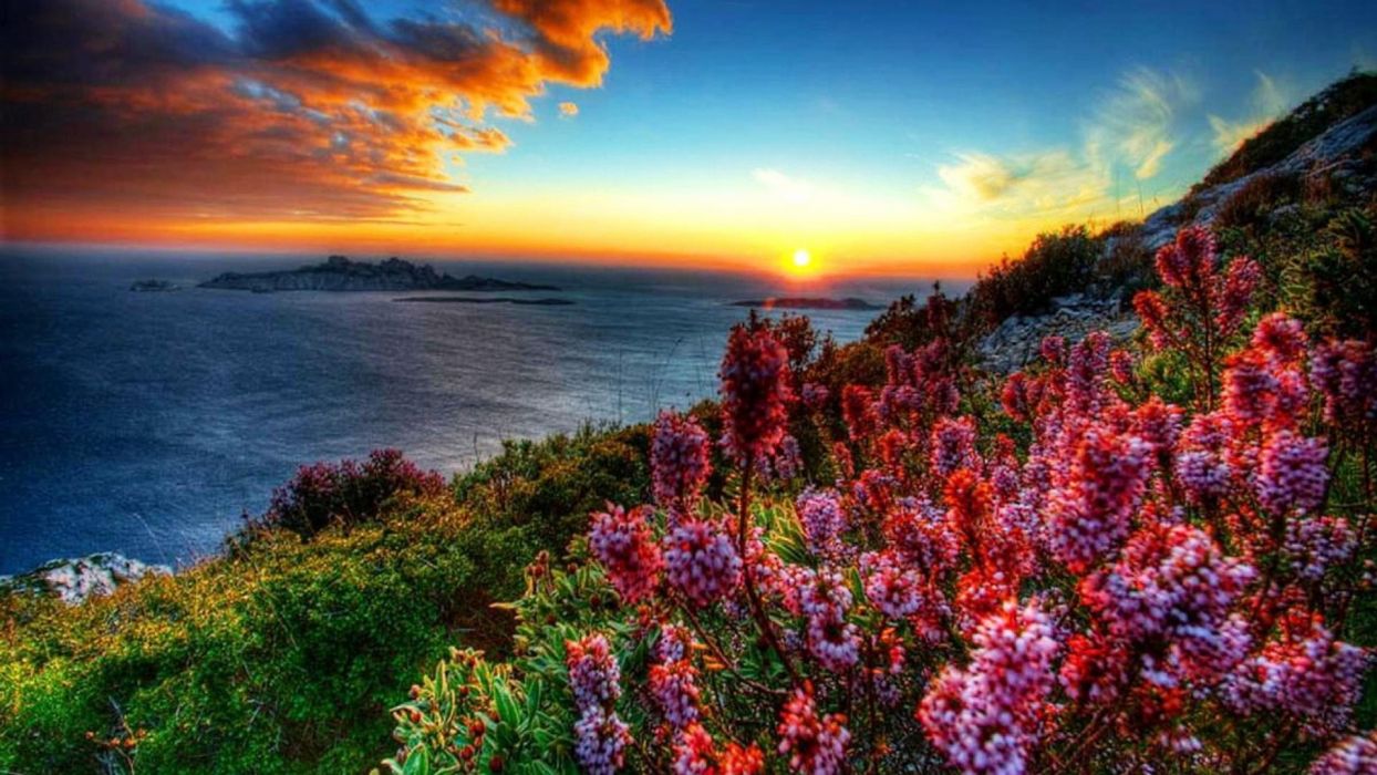 1244x700 Coastal-flowers-at-sunset wallpaper | 1920x1080 | 1091205 ... Wallpaper