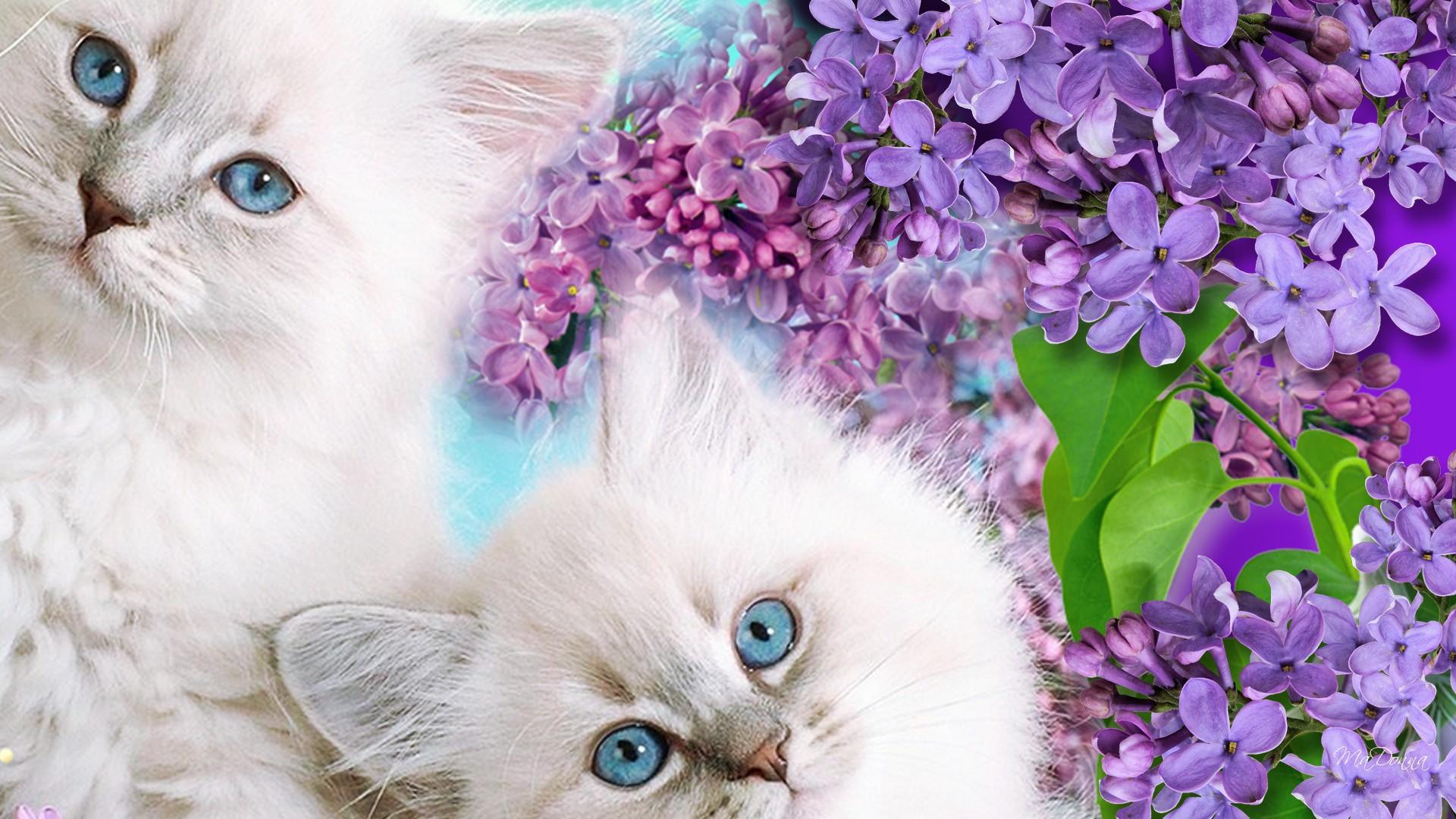 Красивые открытки с кошками. Красивые кошки. Красивые котята. Котенок в цветах. Картинки на рабочий стол котята.