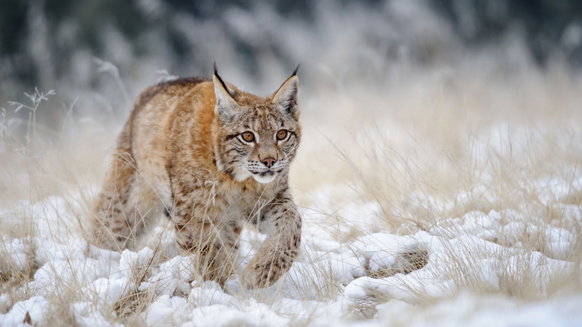 Сайт рысь. Кавказский заповедник Рысь. Обыкновенная Рысь Lynx Lynx. Ивеко Рысь. Рысь в Подмосковье.