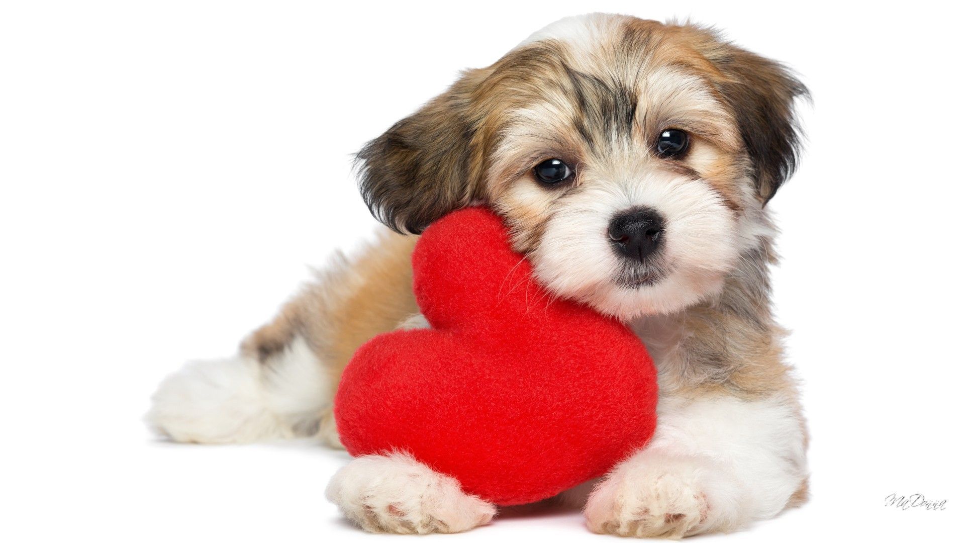 Puppy Valentine Wallpapers - 4k, HD Puppy Valentine Backgrounds on ...