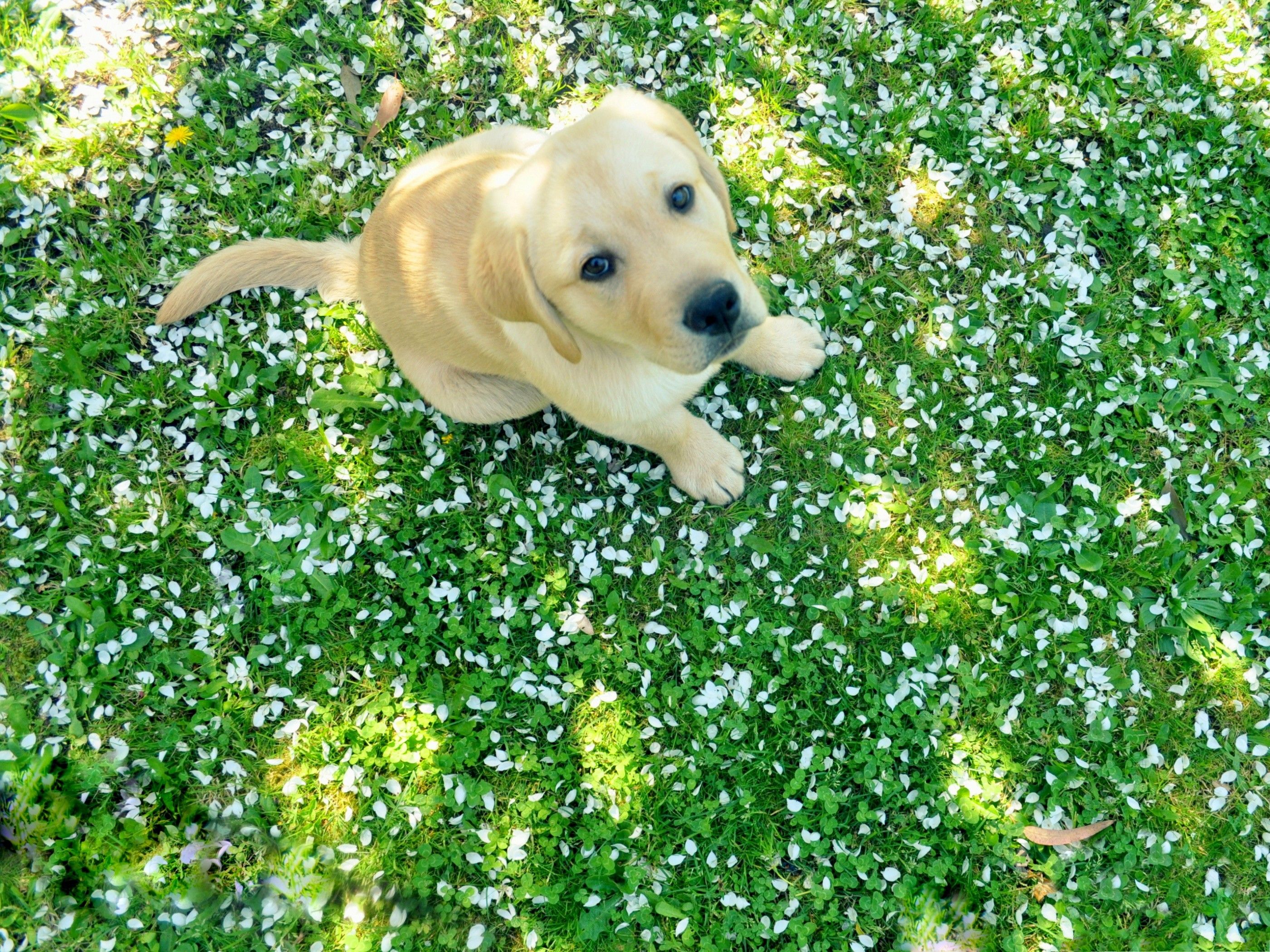 Spring Puppies Wallpapers - 4k, HD Spring Puppies Backgrounds on ...