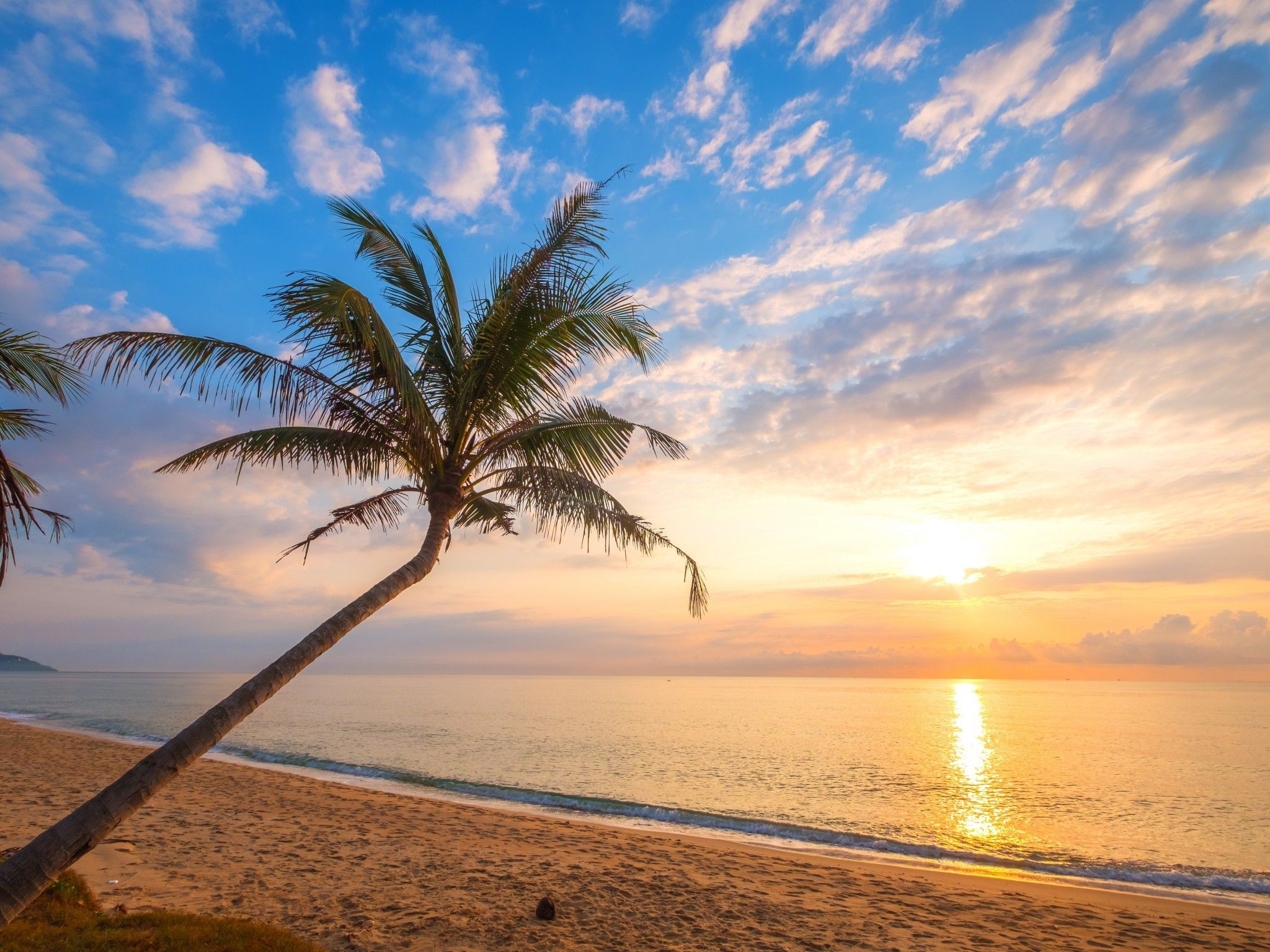 Palm Tree Beach Sunset Wallpapers - 4k, HD Palm Tree Beach Sunset ...