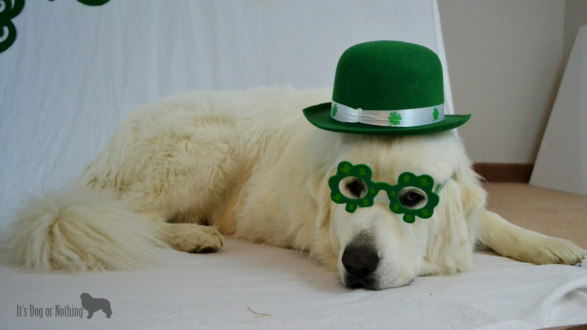 animal st patricks day cards