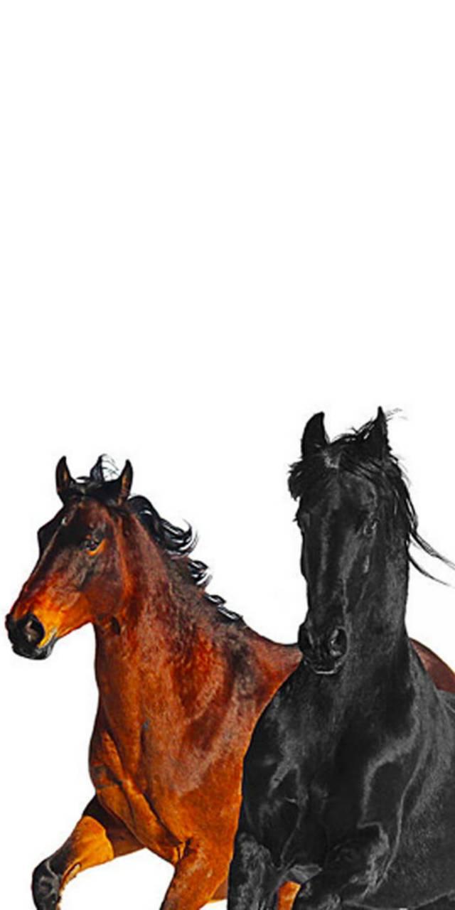 Old town road horses. Обои на телефон лошади. Обои на айфон лошади. Черный комплект на лошадь.