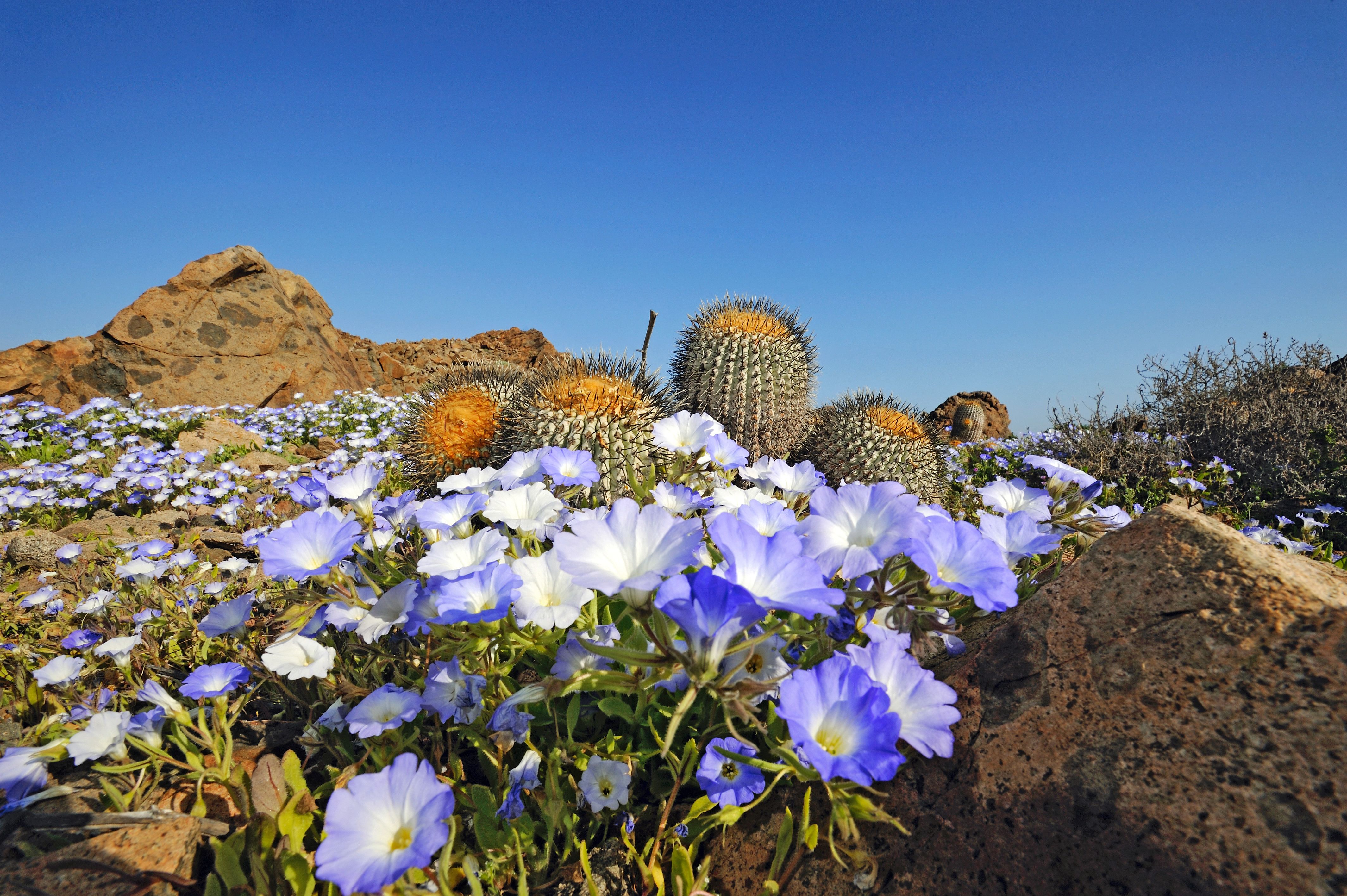 Desert Flowers Wallpapers - 4k, HD Desert Flowers Backgrounds on ...