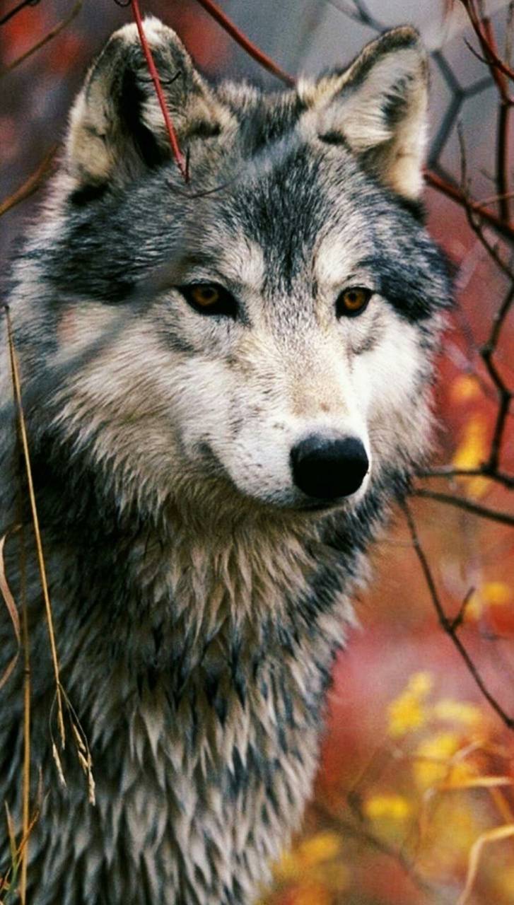 Wolf Nature Wallpapers - 4k, HD Wolf Nature Backgrounds on WallpaperBat