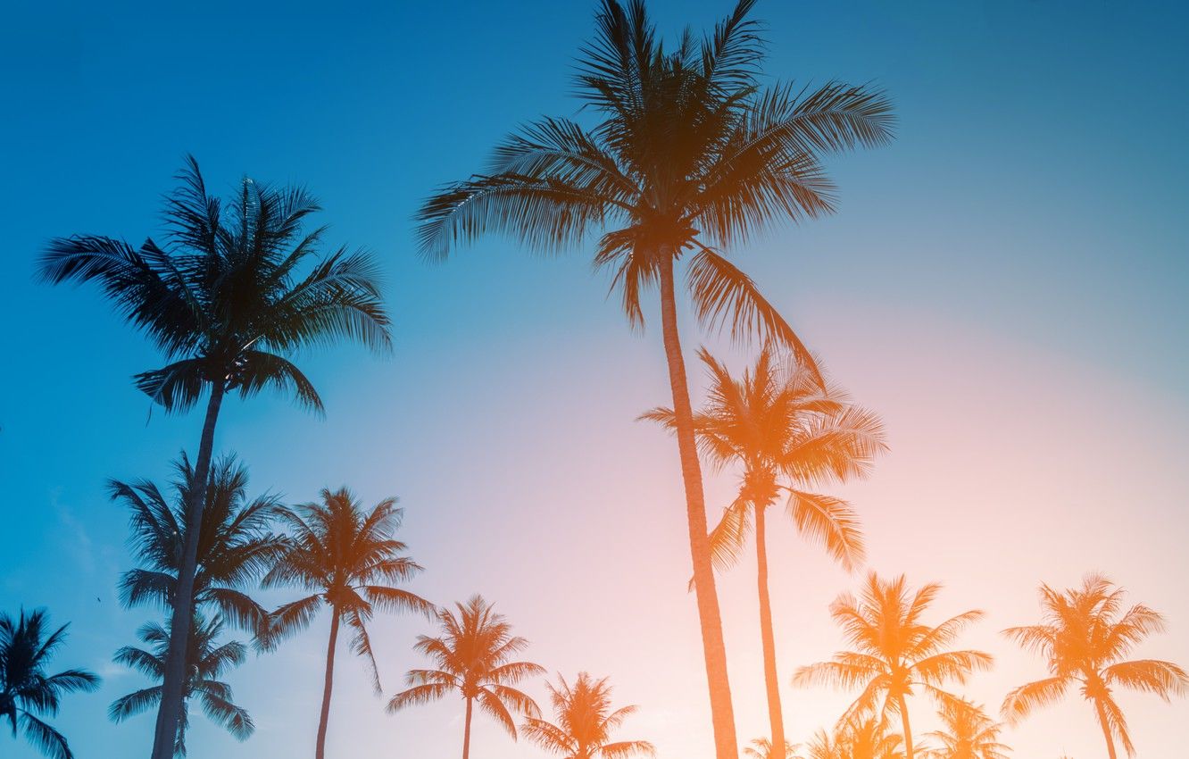1332x850 Wallpaper beach, summer, the sky, sunset, palm trees, shore on Wal...