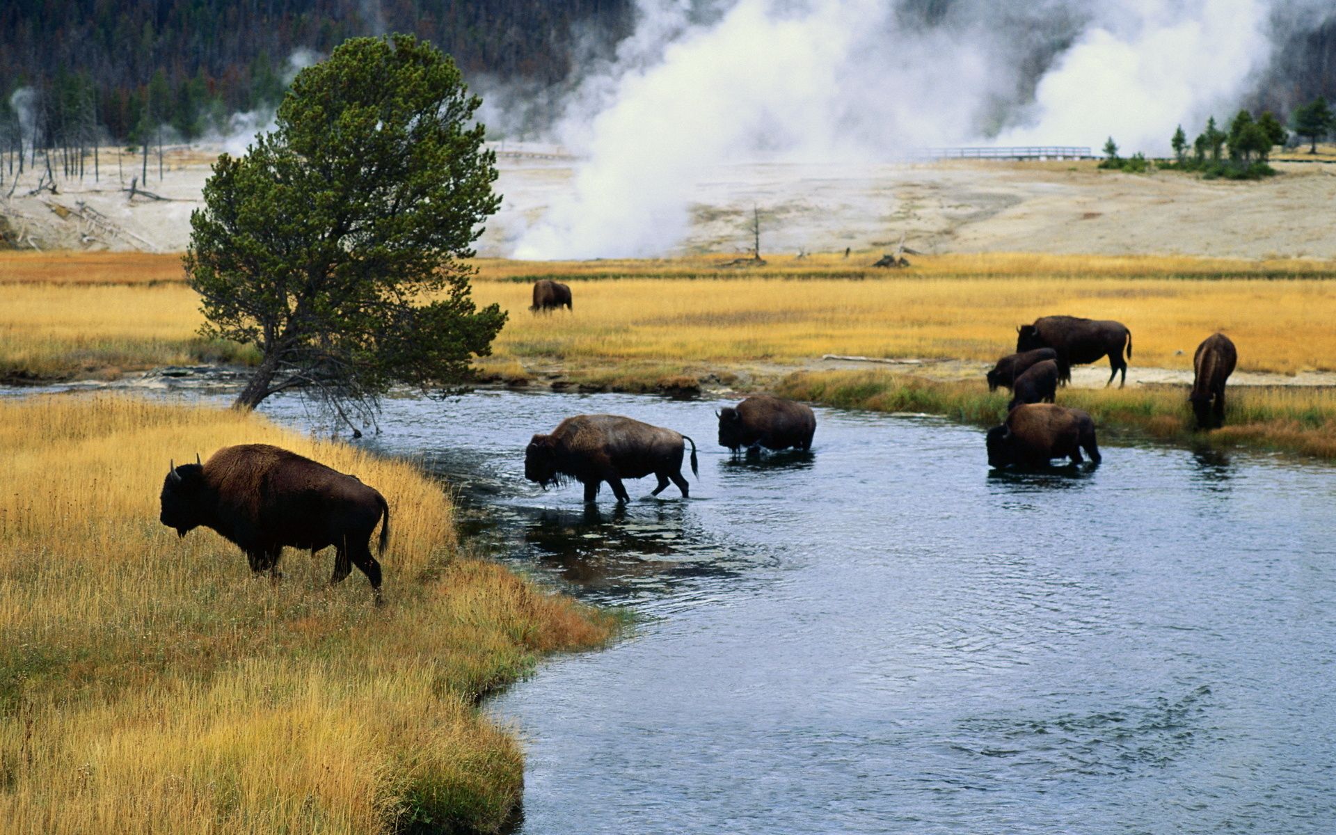 Buffalo Desktop Wallpapers - 4k, HD Buffalo Desktop Backgrounds on